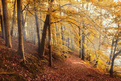 autumn-forest-4561344__340.jpg